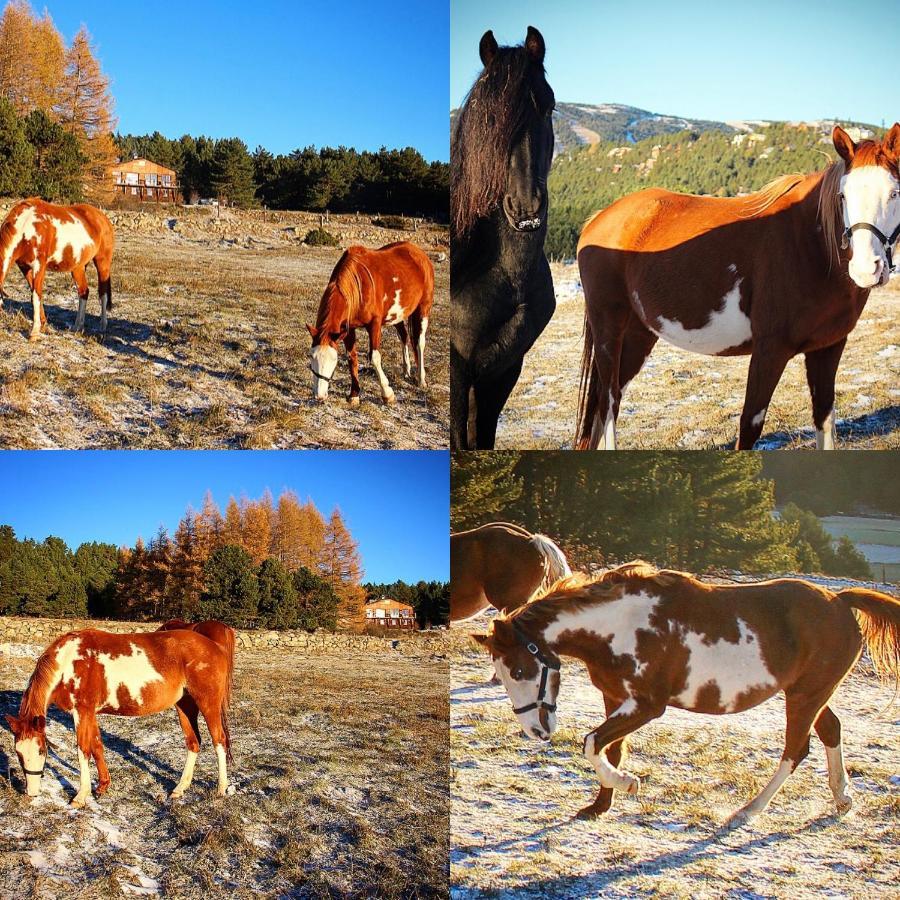Gite Ranch Le Serpolet Les Angles  Exterior photo
