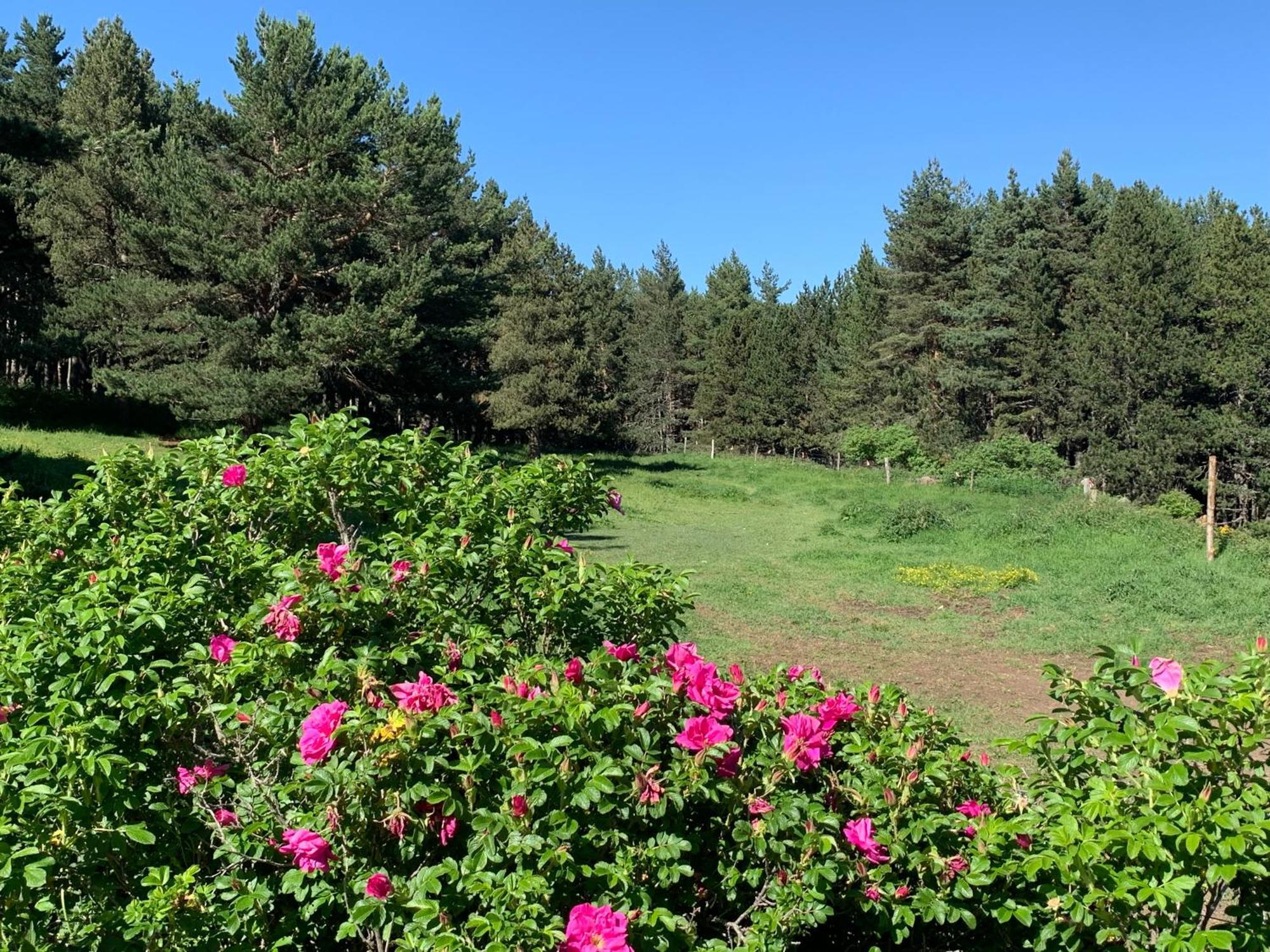 Gite Ranch Le Serpolet Les Angles  Exterior photo